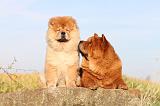 CHOW CHOW 259